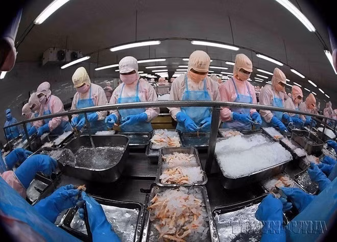 Xuất khẩu thủy sản là một trong những ngành kinh tế mũi nhọn, có nhiều đóng góp quan trọng trong sự phát triển của nền kinh tế Việt Nam. (Ảnh: Vũ Sinh/TTXVN) Xuất khẩu thủy sản là một trong những ngành kinh tế mũi nhọn, có nhiều đóng góp quan trọng trong sự phát triển của nền kinh tế Việt Nam. (Ảnh: Vũ Sinh/TTXVN)