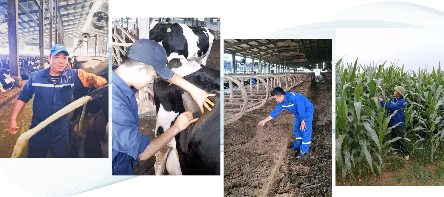 Các đảng viên đang làm việc tại các cụm trang trại TH gồm Bác sĩ thú y Nguyễn Hữu Bình khám sức khỏe cho bò sữa trước khi phối giống; Bác sĩ thú y Nguyễn Thế Lương chuyên khoa mổ cho bò sữa; Anh Nguyễn Cảnh Toàn, kỹ thuật trang trại đang kiểm tra chất lượng đệm sinh học nền chuồng bò sữa; Anh Phạm Xuân Quang, đội trưởng đội sản xuất đang kiểm tra mức độ phát triển của cây ngô. Ảnh: Vũ Toàn