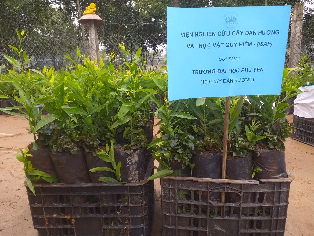 1500 giống Đàn hương của Viện nghiên cứu cây Đàn hương và Thực vật quý hiếm thuộc Liên hiệp các hội Khoa học và Kỹ thuật Việt Nam được gửi đến trồng tại 15 trường học. 1500 giống Đàn hương của Viện nghiên cứu cây Đàn hương và Thực vật quý hiếm thuộc Liên hiệp các hội Khoa học và Kỹ thuật Việt Nam được gửi đến trồng tại 15 trường học.