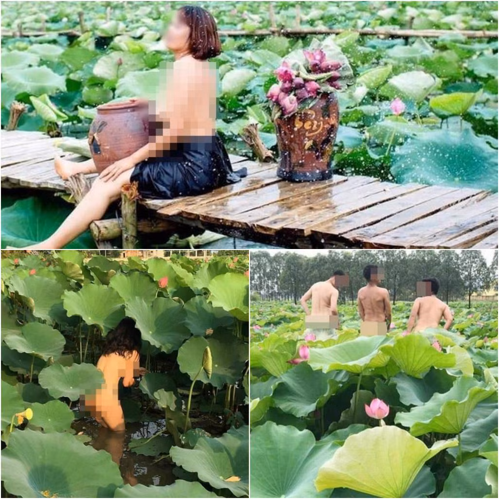 Những hình ảnh xấu xí bên hoa sen đang trở thành thứ văn hóa lố lăng, độc hại cho cộng đồng. (Ảnh tổng hợp từ mạng xã hội)
