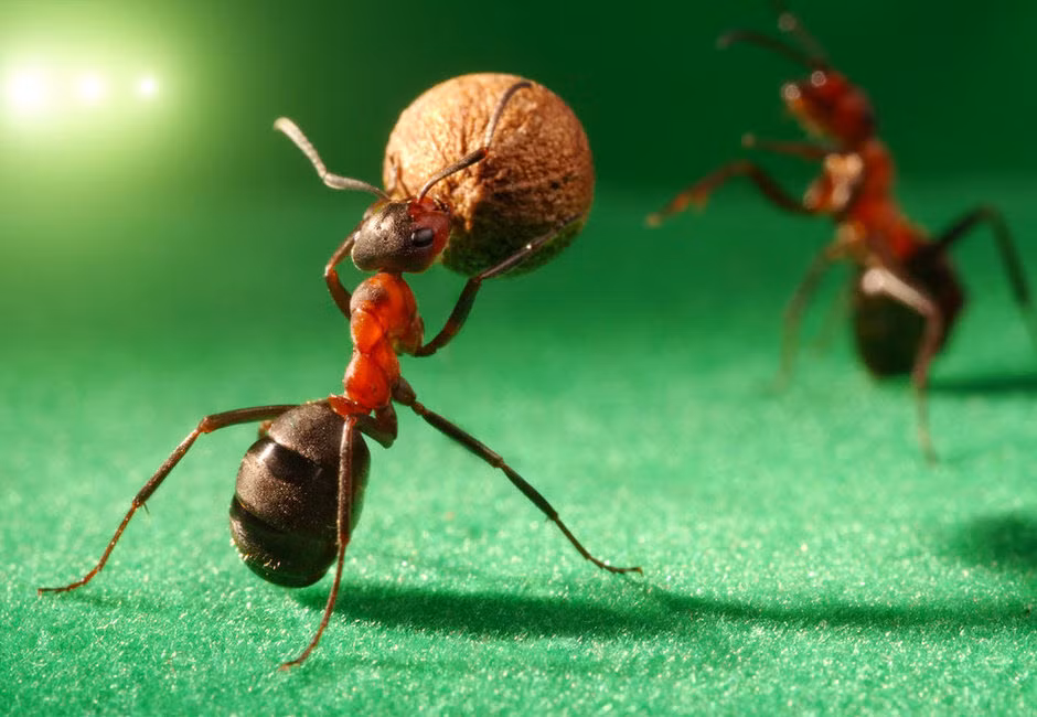 Một cầu thủ kiến đang lừa bóng qua hàng hậu vệ đối phương