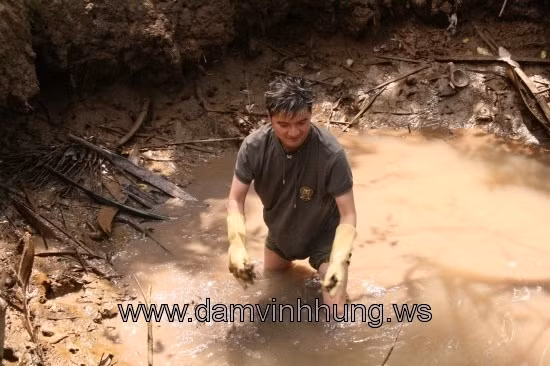 Và xắn quần lội xuống bắt tôm.