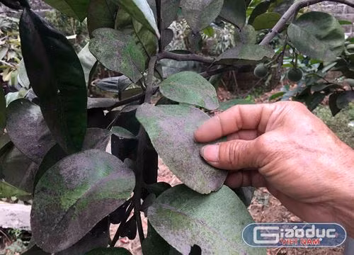 "Nếu nhà máy thép Hòa Phát gây ô nhiễm, phải có biện pháp mạnh" ảnh 1 "Nếu nhà máy thép Hòa Phát gây ô nhiễm, phải có biện pháp mạnh" ảnh 1