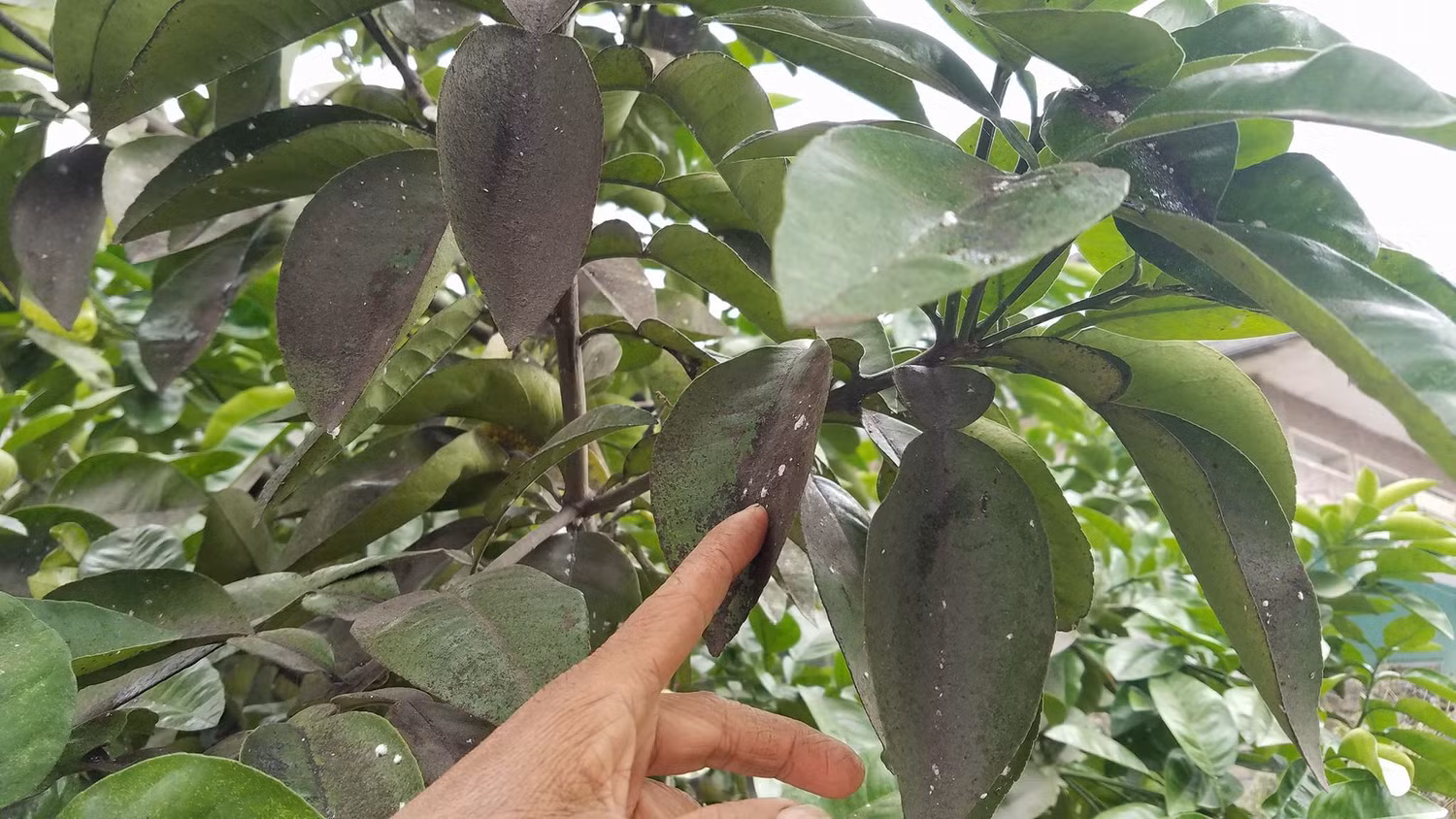 Cây cối, hoa màu tại xã Hiệp Sơn bị lớp khói bụi phủ lên một lớp bụi đen sì mà người dân đổ lỗi do nhà máy thép Hòa Phát gây ra. Ảnh: Đ.H Cây cối, hoa màu tại xã Hiệp Sơn bị lớp khói bụi phủ lên một lớp bụi đen sì mà người dân đổ lỗi do nhà máy thép Hòa Phát gây ra. Ảnh: Đ.H