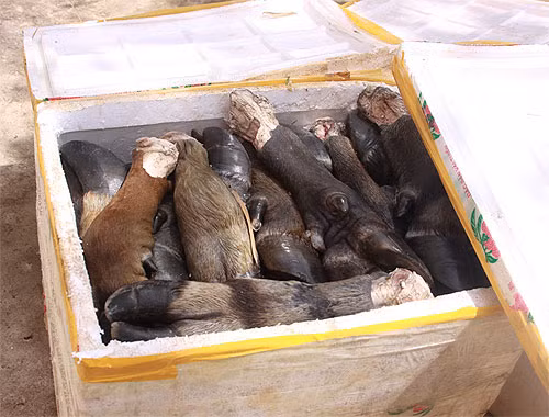 Sẽ ra sao nếu như số thịt thối này lọt vào các quán ăn, nhà hàng và người tiêu dùng sẽ ăn mà không hay biết gì? - Ảnh: Nguyễn Phúc