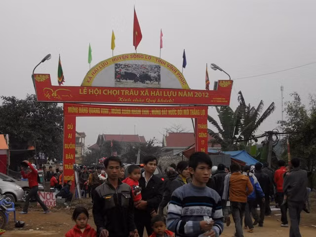 Chọi trâu Hải Lựu 2012 thu hút hơn 5 vạn lượt khách tham dự Chọi trâu Hải Lựu 2012 thu hút hơn 5 vạn lượt khách tham dự