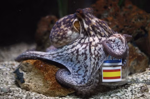 Bạch tuộc dự đoán trận Tây Ban Nha và Italia. Bạch tuộc dự đoán trận Tây Ban Nha và Italia.