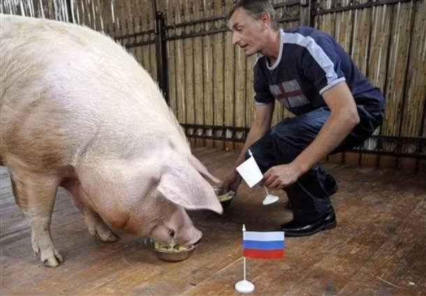 Tới lợn làm nhà "tiên tri". Chú lợn này đã dự đoán đúng kết quả trận Nga-CH Czech. Tới lợn làm nhà "tiên tri". Chú lợn này đã dự đoán đúng kết quả trận Nga-CH Czech.