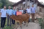 Buộc giáo viên ủng hộ tiền giúp dân xóa nghèo có phải cách làm hay?