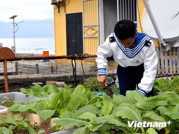Vườn rau xanh của lính đảo ở Trường Sa. (Ảnh: Việt Đức/Vietnam+)