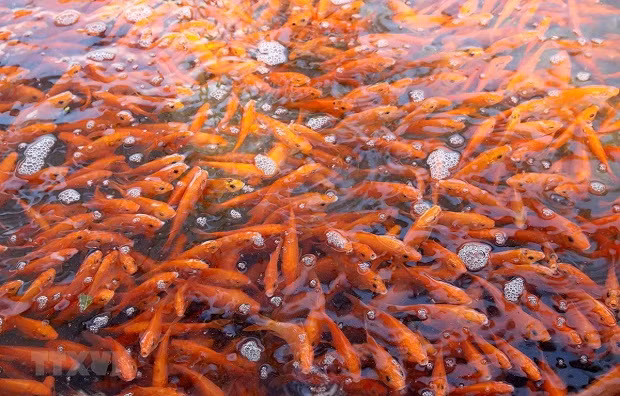 Người dân làng Thủy Trầm, xã Tuy Lộc, huyện Cẩm Khê, Phú Thọ thu hoạch cá chép đỏ để bán vào dịp 23 tháng Chạp. (Ảnh: TTXVN) Người dân làng Thủy Trầm, xã Tuy Lộc, huyện Cẩm Khê, Phú Thọ thu hoạch cá chép đỏ để bán vào dịp 23 tháng Chạp. (Ảnh: TTXVN)