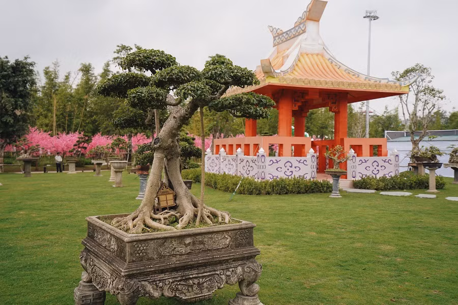 Cây Bonsai cao hơn 1m có giá cao nhất, được trưng bày tại Lễ hội.