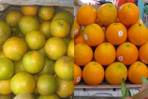 Cam Vinh (trái) trái tròn, nhỏ, có màu xanh vàng, vỏ thường bị nám. Cam Trung Quốc trái to, có màu vàng tươi, vỏ mỏng, trơn láng, không hạt; múi có mùi úng. Cam Vinh (trái) trái tròn, nhỏ, có màu xanh vàng, vỏ thường bị nám. Cam Trung Quốc trái to, có màu vàng tươi, vỏ mỏng, trơn láng, không hạt; múi có mùi úng.