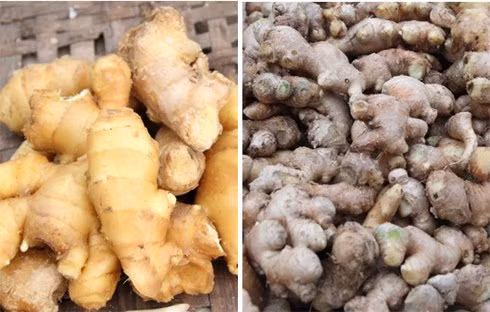 Ảnh trái là gừng Trung Quốc trơn, bóng, mọng nước, ruột vàng, ít xơ, lớp vỏ nhẵn nhụi, căng mọng, củ to, đều, ít nốt sần sùi, được vệ sinh rất sạch sẽ. Gừng Trung Quốc đẹp hơn gừng trong nước nhưng mùi thơm thì thua xa. Gừng ta (phải) tuy xấu mã, nhiều rễ và nốt sần sùi, bẻ đôi củ sẽ thấy có đường gân bên trong nhưng rất thơm. Ảnh trái là gừng Trung Quốc trơn, bóng, mọng nước, ruột vàng, ít xơ, lớp vỏ nhẵn nhụi, căng mọng, củ to, đều, ít nốt sần sùi, được vệ sinh rất sạch sẽ. Gừng Trung Quốc đẹp hơn gừng trong nước nhưng mùi thơm thì thua xa. Gừng ta (phải) tuy xấu mã, nhiều rễ và nốt sần sùi, bẻ đôi củ sẽ thấy có đường gân bên trong nhưng rất thơm.