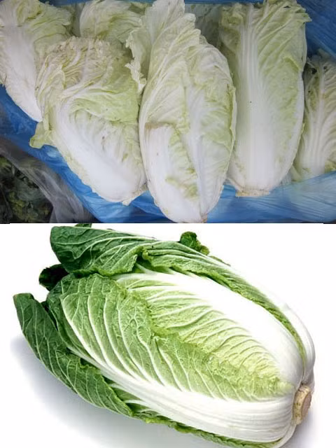 Cải thảo Đà Lạt (trên), bắp tròn trịa. Còn cải thảo Trung Quốc (dưới) lá xanh đậm, thon dài. Cải thảo Đà Lạt (trên), bắp tròn trịa. Còn cải thảo Trung Quốc (dưới) lá xanh đậm, thon dài.