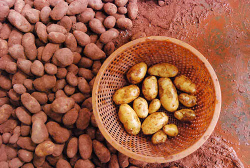 Sau khi rửa đất đỏ, lộ nguyên hình là khoai tây Trung Quốc.
