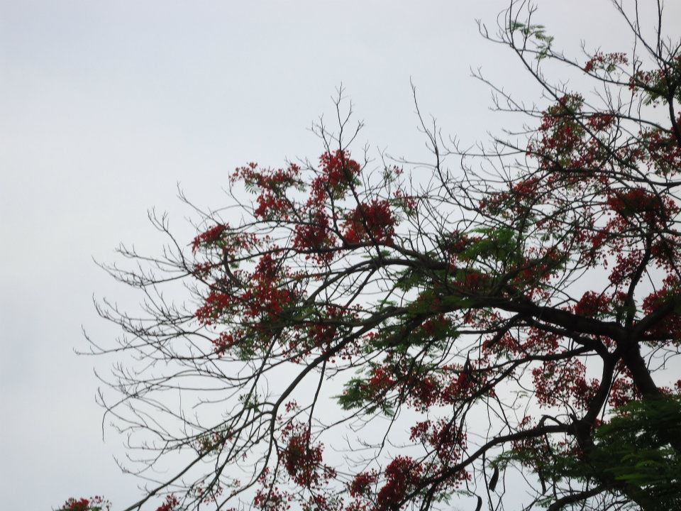 Rực rỡ khoe sắc. Rực rỡ khoe sắc.