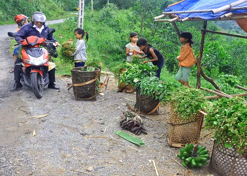 Các bé gái ở Tây Trà đã sớm bươn chải, mưu sinh: Một buổi đến trường, một buổi mang gùi lên núi hái rau rừng để bán kiếm tiền phụ giúp gia đình. Các bé gái ở Tây Trà đã sớm bươn chải, mưu sinh: Một buổi đến trường, một buổi mang gùi lên núi hái rau rừng để bán kiếm tiền phụ giúp gia đình.