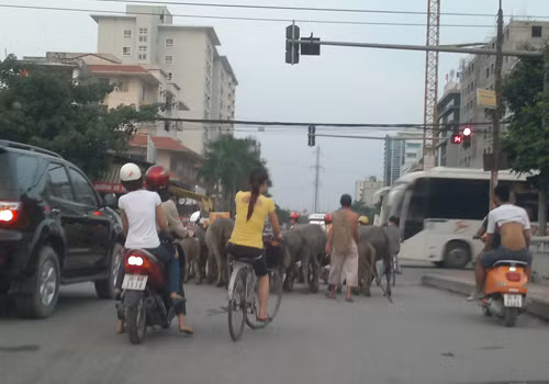 Trâu bò cũng phải đứng chờ đèn đỏ. Ảnh: Việt Hưng.