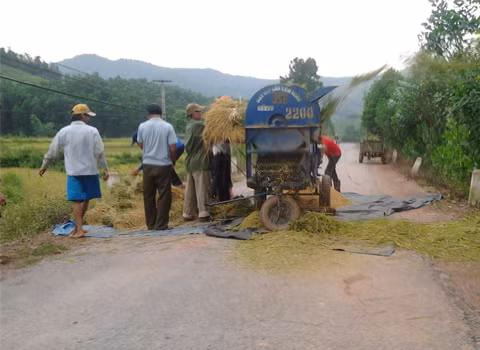 Tuốt lúa giữa tỉnh lộ, chụp tại tỉnh lộ 293 (xã Thanh Luận - Sơn Động- Bắc Giang). Ảnh: Hoàng Văn Quyết.