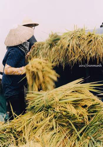 Vụ mùa bội thu.