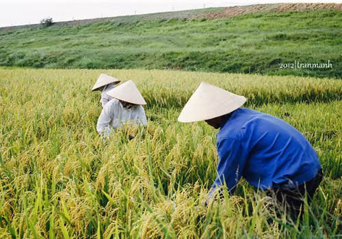 Gặt lúa.