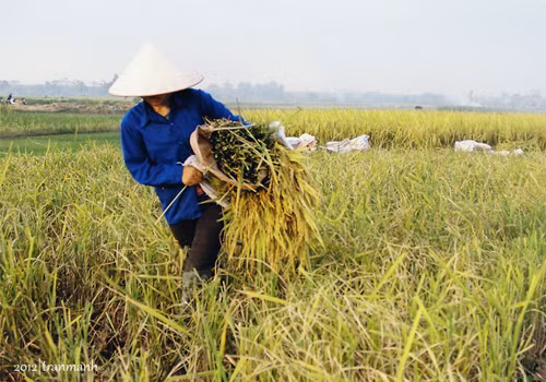 Nỗi vất vả của người nông dân.