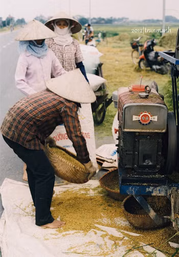 Hứng từng thúng thóc nặng trĩu.