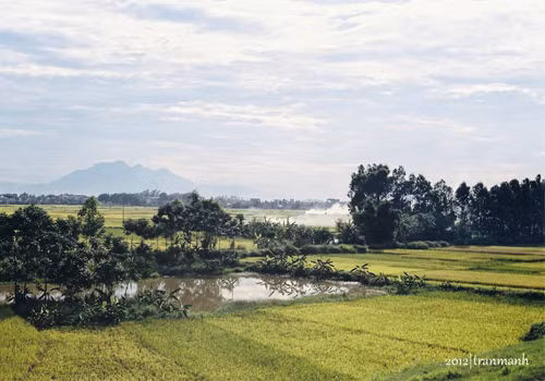 Chiều trên cánh đồng.