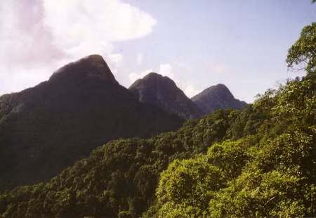 Rừng núi Tam Đảo.