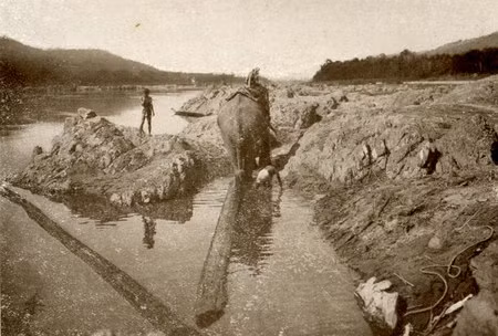 Vận chuyển gỗ bằng voi.