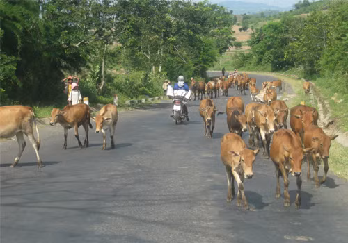 Đàn bò nghênh ngang trên đường, chụp tại quốc lộ 27, thuộc địa phận huyện Lắk. Ảnh: Tuấn Anh.