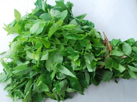 Rau ngót có công năng thanh nhiệt, giải độc, lợi tiểu,...