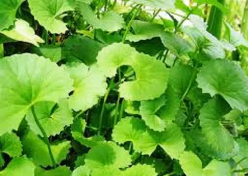 Rau má để điều trị cho các bệnh như bệnh vẩy nến, eczema, nhiễm trùng hô hấp, viêm loét,... Rau má để điều trị cho các bệnh như bệnh vẩy nến, eczema, nhiễm trùng hô hấp, viêm loét,...