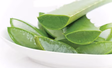 Nha đam còn giúp tăng cường giải độc cho cơ thể nhờ tăng cường chuyển hóa tại gan, thận...