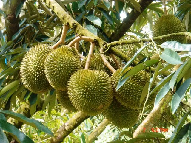 Riboflavin - một loại vitamin B được tìm thấy trong sầu riêng, vẫn thường được sử dụng để chữa trị bệnh đau nửa đầu.