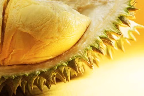 Nhờ vào lượng phốt pho mà sầu riêng cũng được xem là loại thực phẩm có ích cho răng và lợi.