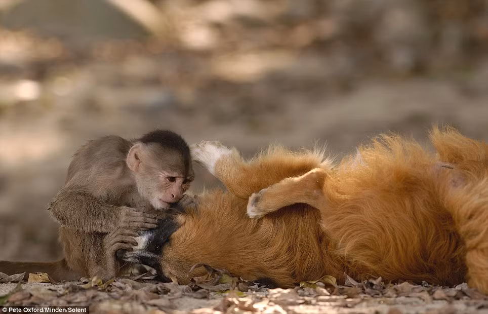 Chú khỉ cảm nhận xung quanh hàm của bạn trong suốt quá trình chuẩn đoán. Pete Oxford cho biết: “ Điều đặc biệt ở đây là những con chó địa phương này đều nhận thức rõ rằng lũ khỉ rất tốt. Hai loài này dường như đã trở thành những người bạn thân nhất của nhau và điều này khiến khoảng cách giữa chúng không còn”. Chú khỉ cảm nhận xung quanh hàm của bạn trong suốt quá trình chuẩn đoán. Pete Oxford cho biết: “ Điều đặc biệt ở đây là những con chó địa phương này đều nhận thức rõ rằng lũ khỉ rất tốt. Hai loài này dường như đã trở thành những người bạn thân nhất của nhau và điều này khiến khoảng cách giữa chúng không còn”.