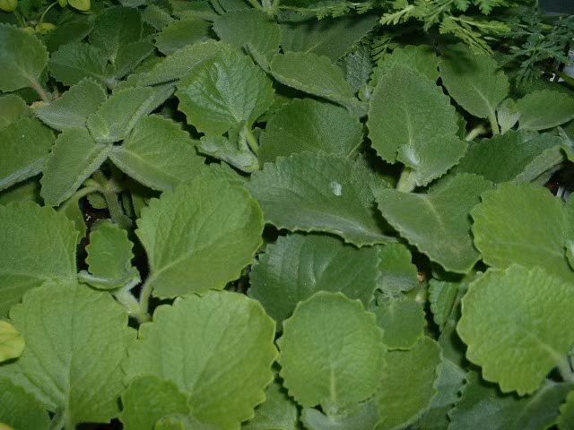 4. Tần dày lá: còn gọi là húng chanh, rau tần, rau thơm lông. Dùng tươi (5 – 10 lá) mỗi ngày, có thể dùng riêng hoặc phối hợp với các vị khác như gừng, bạc hà, tràm, tía tô, củ sả… nhai sống với ít muối, giã lấy nước uống hoặc hãm nước sôi, hoặc chưng với tắc, vỏ quýt, gừng, đường phèn... chữa ho, viêm họng, khan tiếng, cảm cúm, sổ mũi. Đem nấu chung với các loại lá khác làm thuốc xông chữa cảm, ngạt mũi, đau họng, sốt cao.