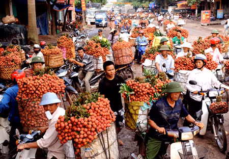 Các chủ vườn đèo vải ra chợ rao bán, chờ các thương lại lựa chọn thu mua. (Ảnh: Báo Bắc Giang)