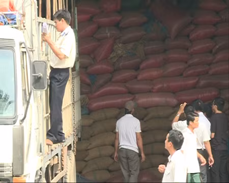 Kho của Công ty Trường Ngân bị cưỡng chế, cà phê được chuyển lên xe tải đưa ra khỏi kho ngày 3/12. Kho của Công ty Trường Ngân bị cưỡng chế, cà phê được chuyển lên xe tải đưa ra khỏi kho ngày 3/12.