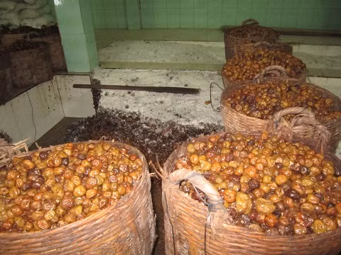 Một cơ sở sản xuất mứt, ô mai quận Bình Tân, TP.HCM. Nguyên liệu làm mứt được chứa trong những cần xé đầy cáu bẩn.