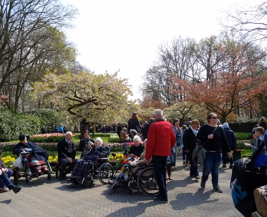 Nhóm các cụ ngồi trên xe lăn đi thăm vườn hoa Keukenhof. Nhóm các cụ ngồi trên xe lăn đi thăm vườn hoa Keukenhof.