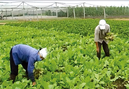 Ảnh minh họa: Chinhphu.vn Ảnh minh họa: Chinhphu.vn