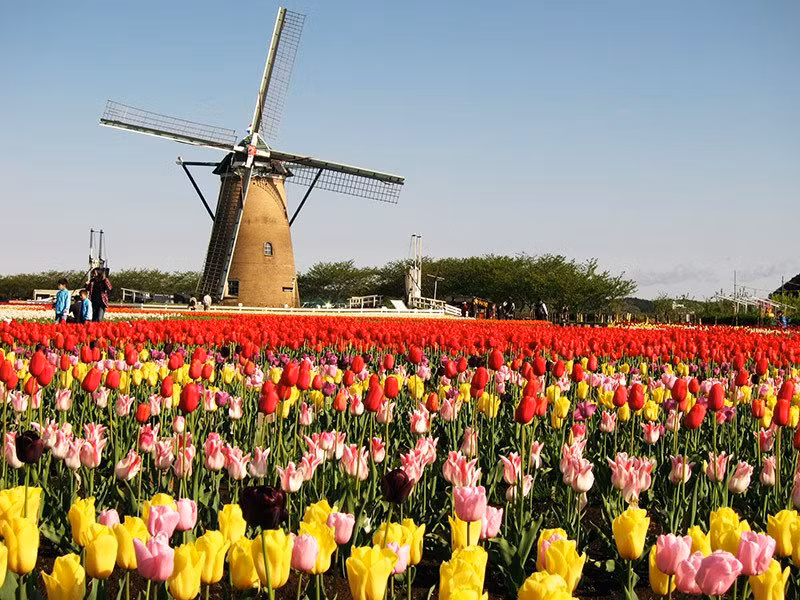 Hoa tulip ở Sakura