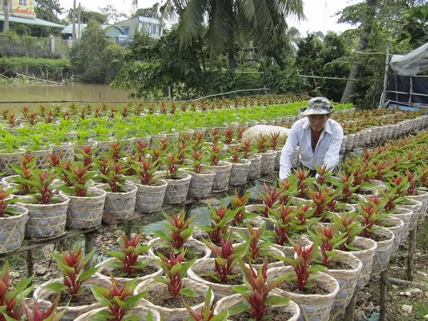 Một điểm trồng hoa ở Chợ Lách (Bến Tre) cũng đã chuẩn bị sẵn sàng cho vụ hoa Tết. Một điểm trồng hoa ở Chợ Lách (Bến Tre) cũng đã chuẩn bị sẵn sàng cho vụ hoa Tết.