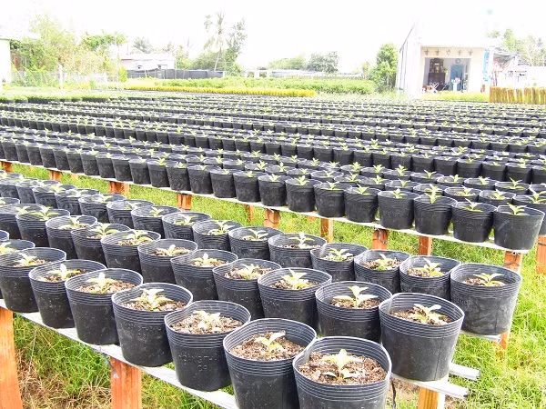 Một điểm trồng hoa ở Sa Đéc (Đồng Tháp). Một điểm trồng hoa ở Sa Đéc (Đồng Tháp).