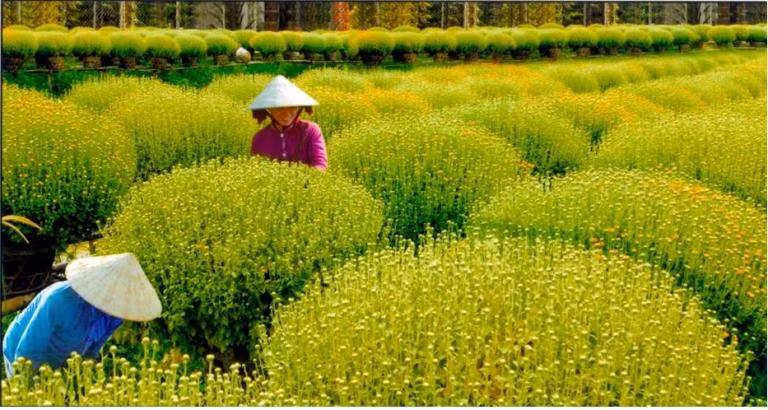Số lượng hoa kiểng dự kiến được sử dụng lên đến 10.000 chậu hoa các loại. Số lượng hoa kiểng dự kiến được sử dụng lên đến 10.000 chậu hoa các loại.