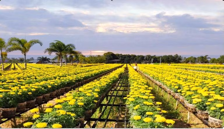 Sa Đéc – Xứ hoa của miền Tây Nam Bộ Sa Đéc – Xứ hoa của miền Tây Nam Bộ