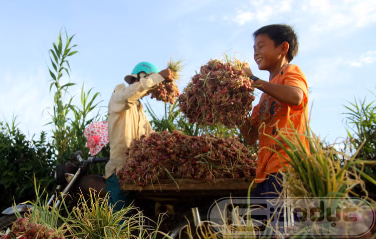 Và giúp bố chở thành quả của những ngày tháng vất vả về nhà. Và giúp bố chở thành quả của những ngày tháng vất vả về nhà.